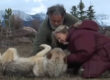 Photo of a man and woman petting the stomach of a wild wolf laying on its back