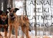 Photo with text reading Animal Reiki Treatments for Dogs and Cats