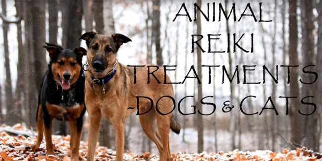 Reiki & Animals Archives - NYC Reiki Center with Brian Brunius