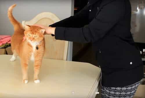 Photo of a woman gicing reiki to a cat